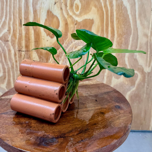 Pisces Enterprises One Only Terracotta Shrimp Tubes with Anubias Jenny - one only - Awesome Terracotta Shrimp Tubes with Anubias Jenny - one only - Awesome