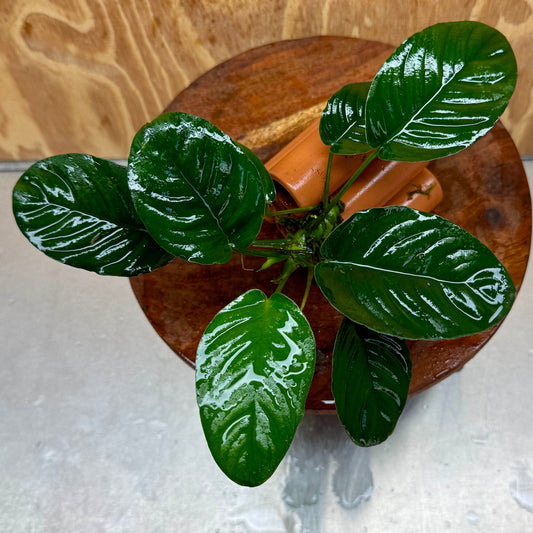 Pisces Enterprises One Only Terracotta Shrimp Tubes with Anubias Jenny - one only - Awesome Terracotta Shrimp Tubes with Anubias Jenny - one only - Awesome