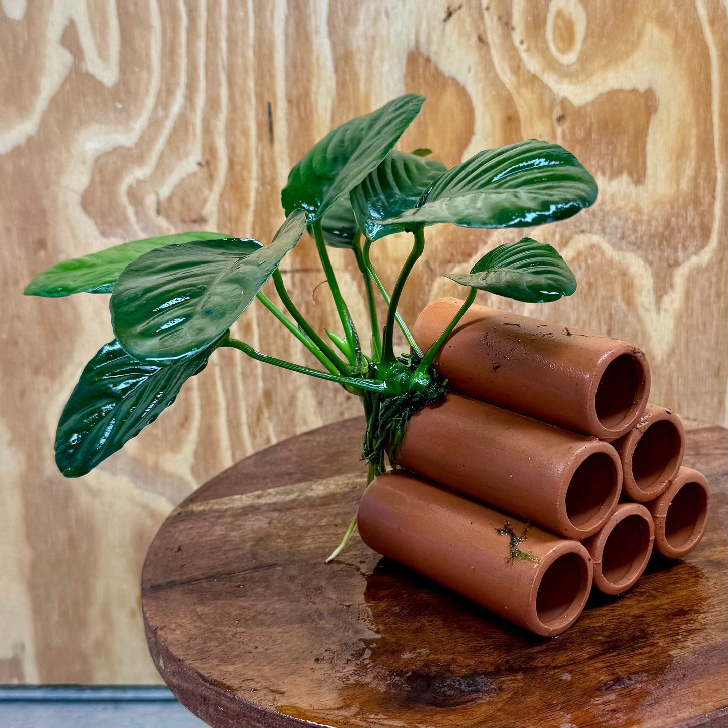 Pisces Enterprises One Only Terracotta Shrimp Tubes with Anubias Jenny - one only - Awesome Terracotta Shrimp Tubes with Anubias Jenny - one only - Awesome