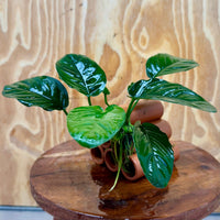 Pisces Enterprises One Only Terracotta Shrimp Tubes with Anubias Jenny - one only - Awesome Terracotta Shrimp Tubes with Anubias Jenny - one only - Awesome