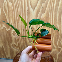 Pisces Enterprises One Only Terracotta Shrimp Tubes with Anubias Judy - one only - Fancy Terracotta Shrimp Tubes with Anubias Judy - one only - Fancy