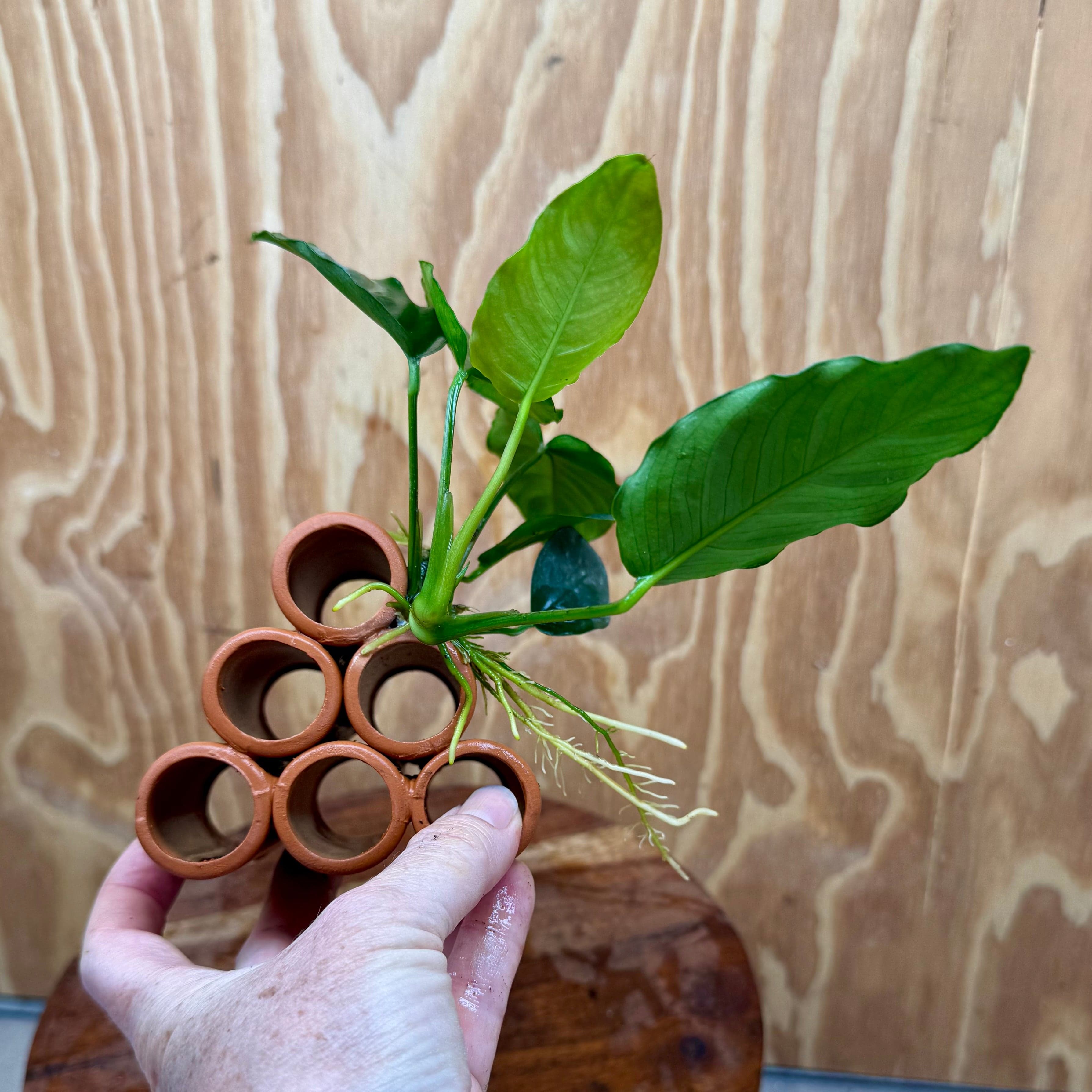 Pisces Enterprises One Only Terracotta Shrimp Tubes with Anubias Judy - one only - Fancy Terracotta Shrimp Tubes with Anubias Judy - one only - Fancy