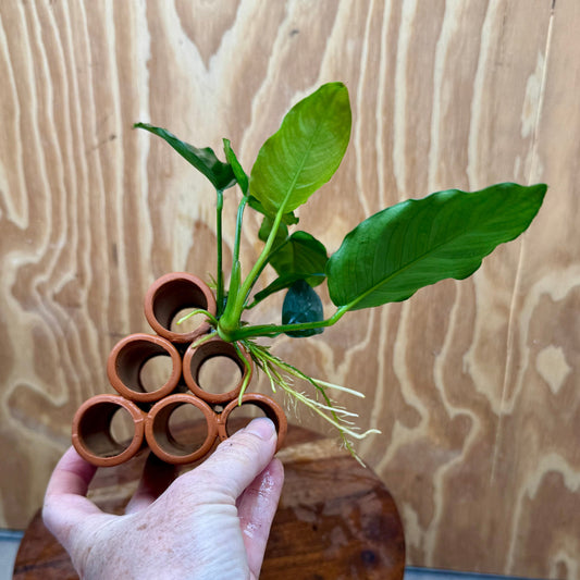 Pisces Enterprises One Only Terracotta Shrimp Tubes with Anubias Judy - one only - Fancy Terracotta Shrimp Tubes with Anubias Judy - one only - Fancy