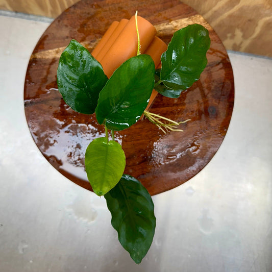 Pisces Enterprises One Only Terracotta Shrimp Tubes with Anubias Judy - one only - Fancy Terracotta Shrimp Tubes with Anubias Judy - one only - Fancy