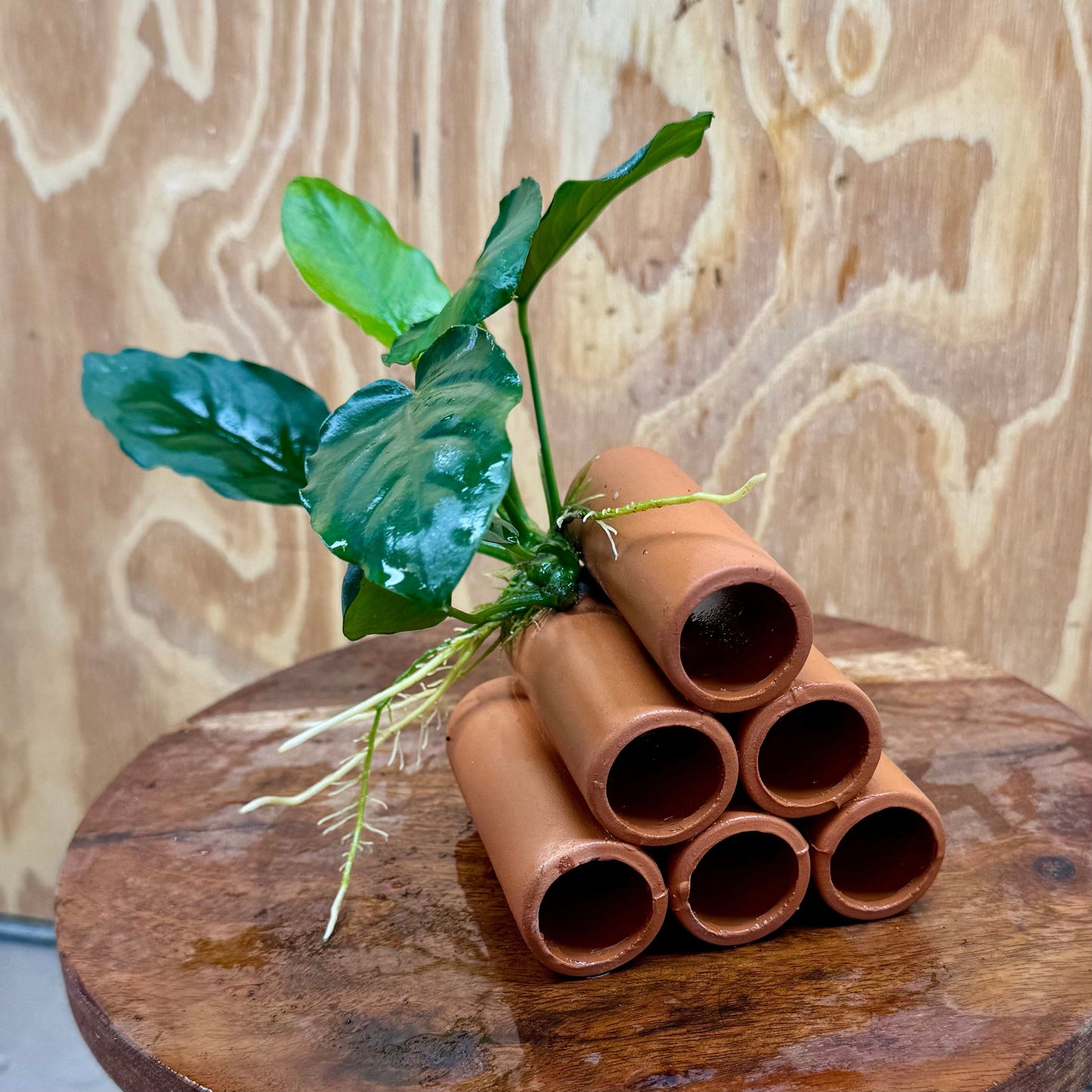 Pisces Enterprises One Only Terracotta Shrimp Tubes with Anubias Judy - one only - Fancy Terracotta Shrimp Tubes with Anubias Judy - one only - Fancy