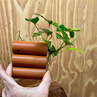 Pisces Enterprises One Only Terracotta Shrimp Tubes with Anubias Nana - one only - Fancy Terracotta Shrimp Tubes with Anubias Nana - one only - Fancy