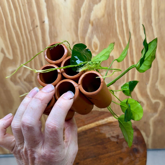 Pisces Enterprises One Only Terracotta Shrimp Tubes with Anubias Nana - one only - Fancy Terracotta Shrimp Tubes with Anubias Nana - one only - Fancy