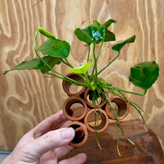 Pisces Enterprises One Only Terracotta Shrimp Tubes with Anubias Nana - one only - Fancy Terracotta Shrimp Tubes with Anubias Nana - one only - Fancy