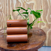 Pisces Enterprises One Only Terracotta Shrimp Tubes with Anubias Nana - one only - Fancy Terracotta Shrimp Tubes with Anubias Nana - one only - Fancy