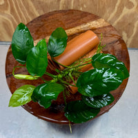 Pisces Enterprises One Only Terracotta Shrimp Tubes with Anubias Nana - one only - Fancy Terracotta Shrimp Tubes with Anubias Nana - one only - Fancy