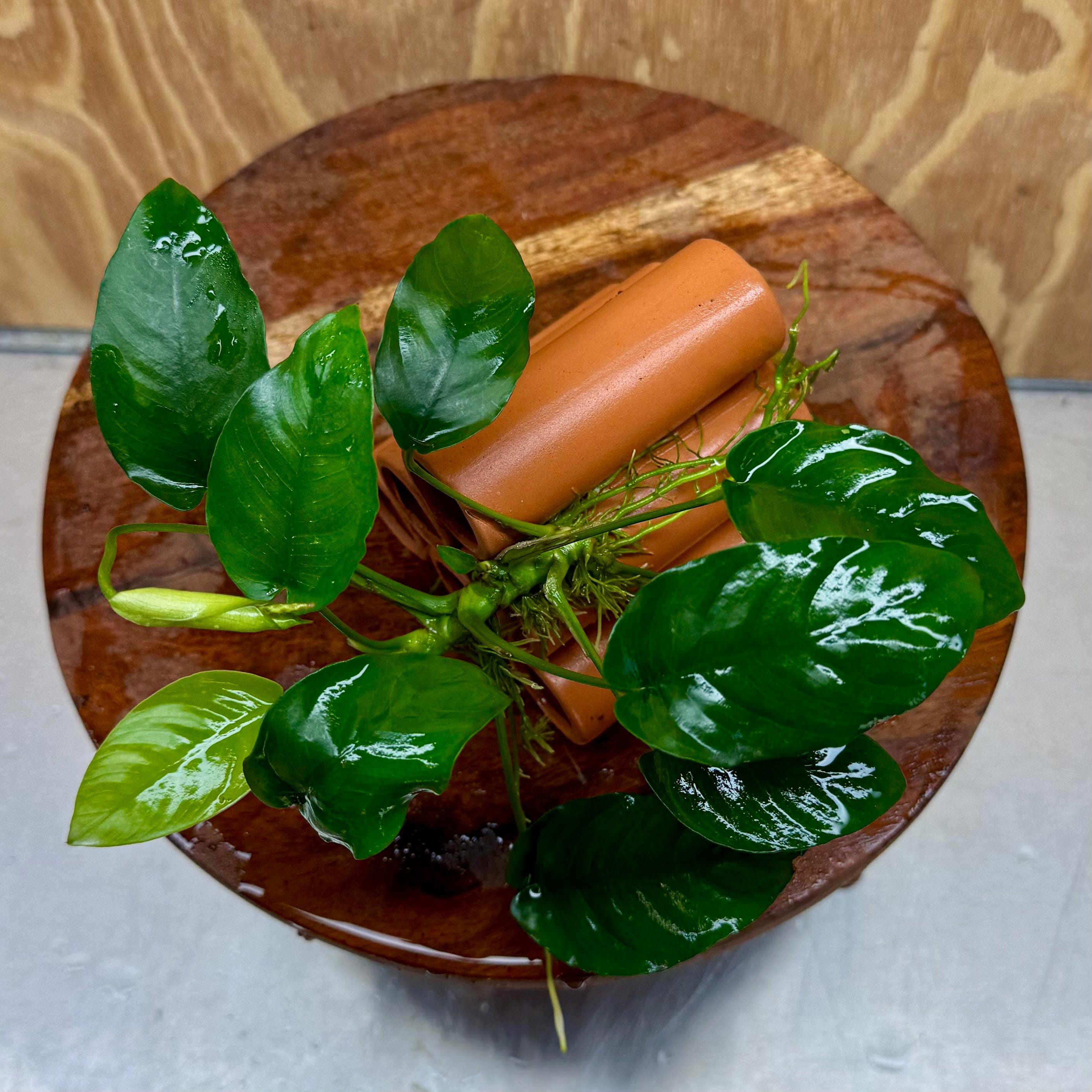 Pisces Enterprises One Only Terracotta Shrimp Tubes with Anubias Nana - one only - Fancy Terracotta Shrimp Tubes with Anubias Nana - one only - Fancy