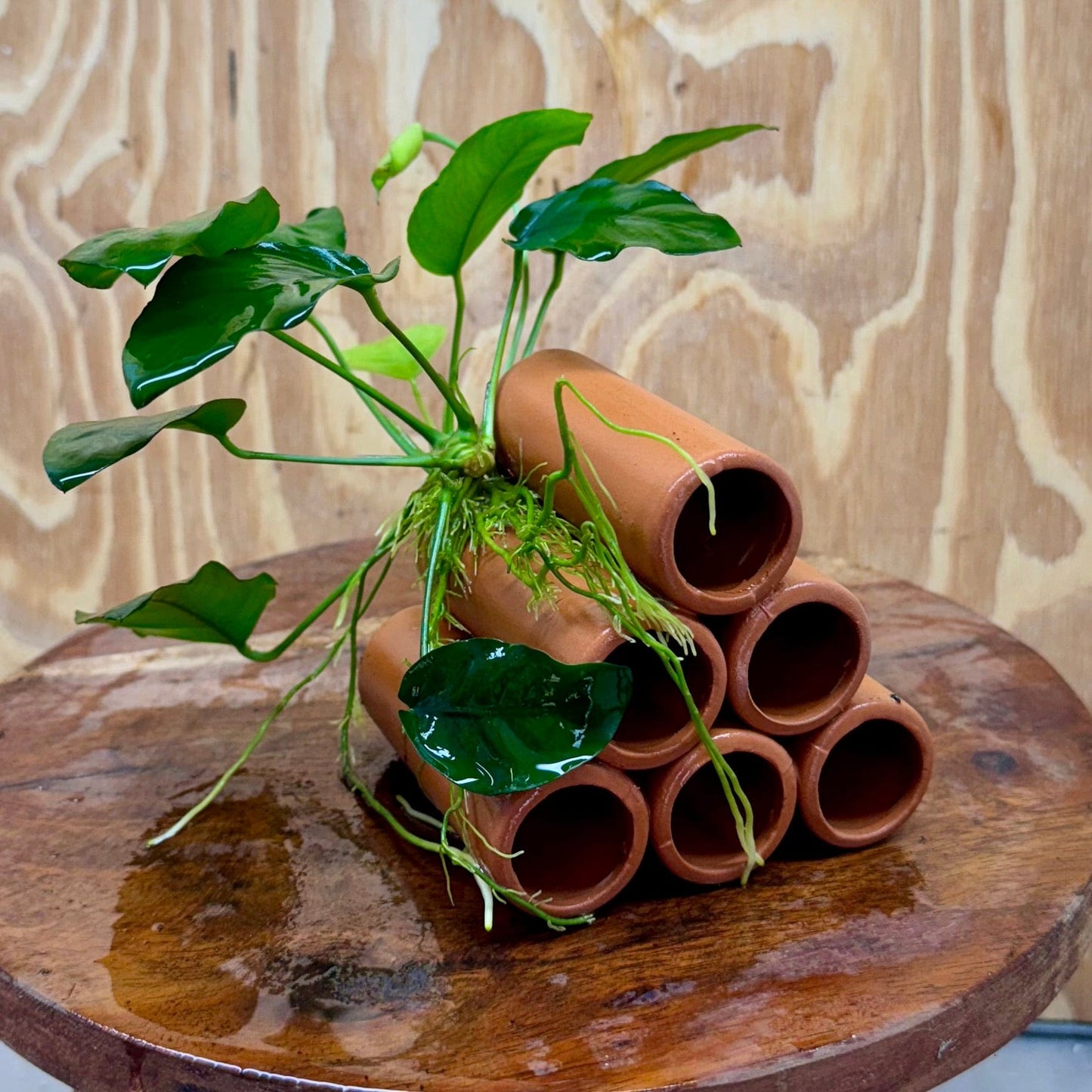 Pisces Enterprises One Only Terracotta Shrimp Tubes with Anubias Nana - one only - Fancy Terracotta Shrimp Tubes with Anubias Nana - one only - Fancy