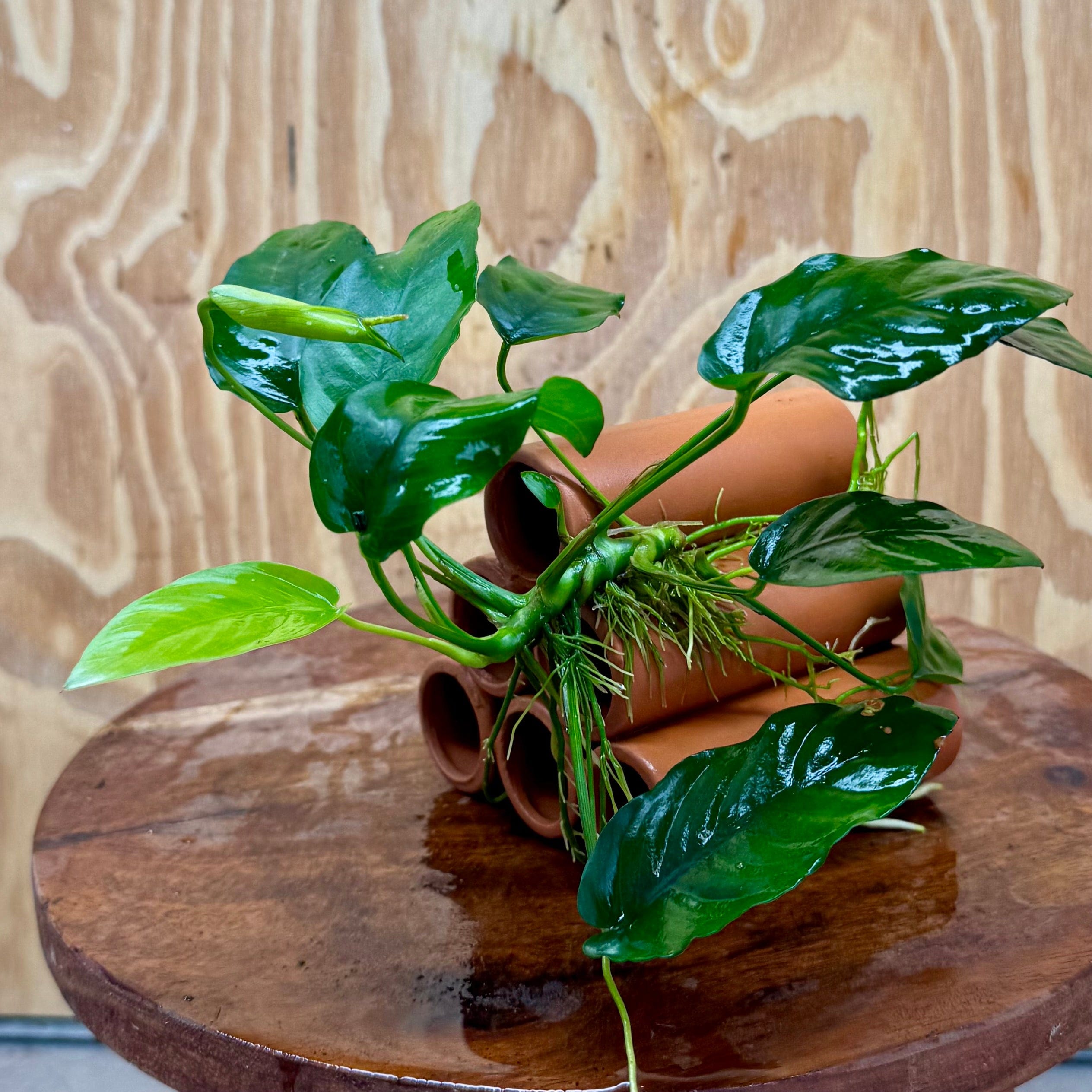 Pisces Enterprises One Only Terracotta Shrimp Tubes with Anubias Nana - one only - Fancy Terracotta Shrimp Tubes with Anubias Nana - one only - Fancy