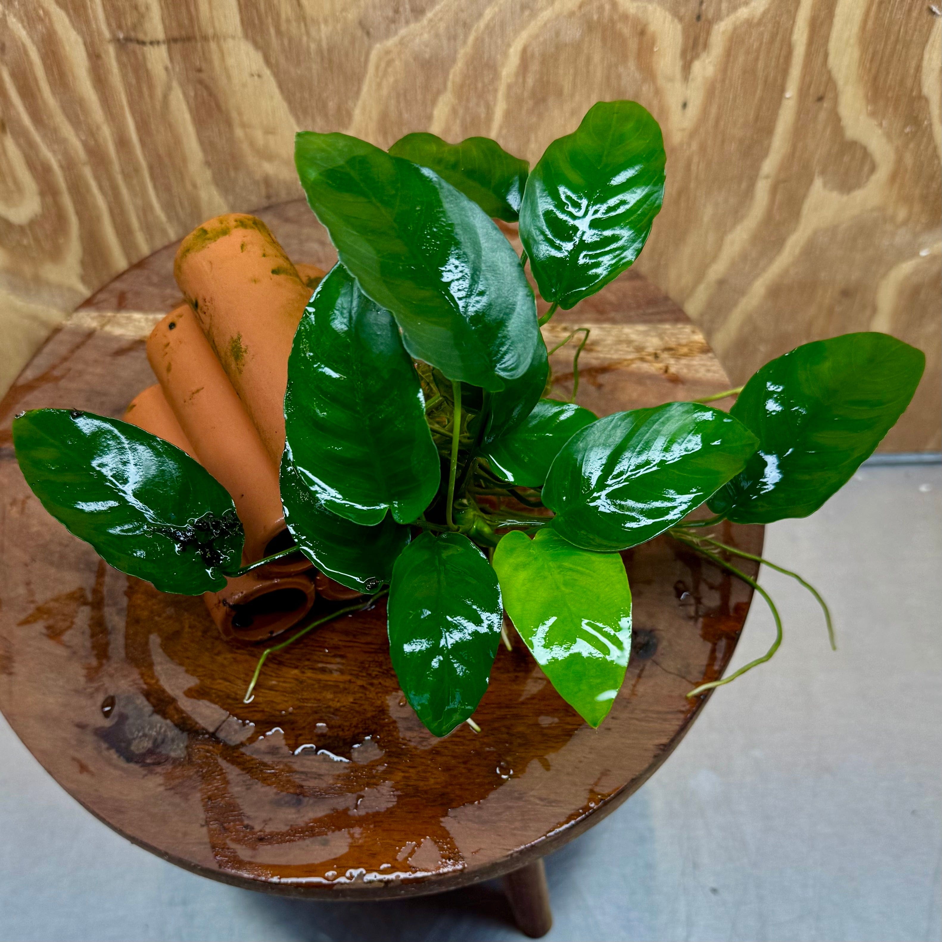 Pisces Enterprises One Only Terracotta Shrimp Tubes with Anubias Nana - one only - Fancy Terracotta Shrimp Tubes with Anubias Nana - one only - Fancy