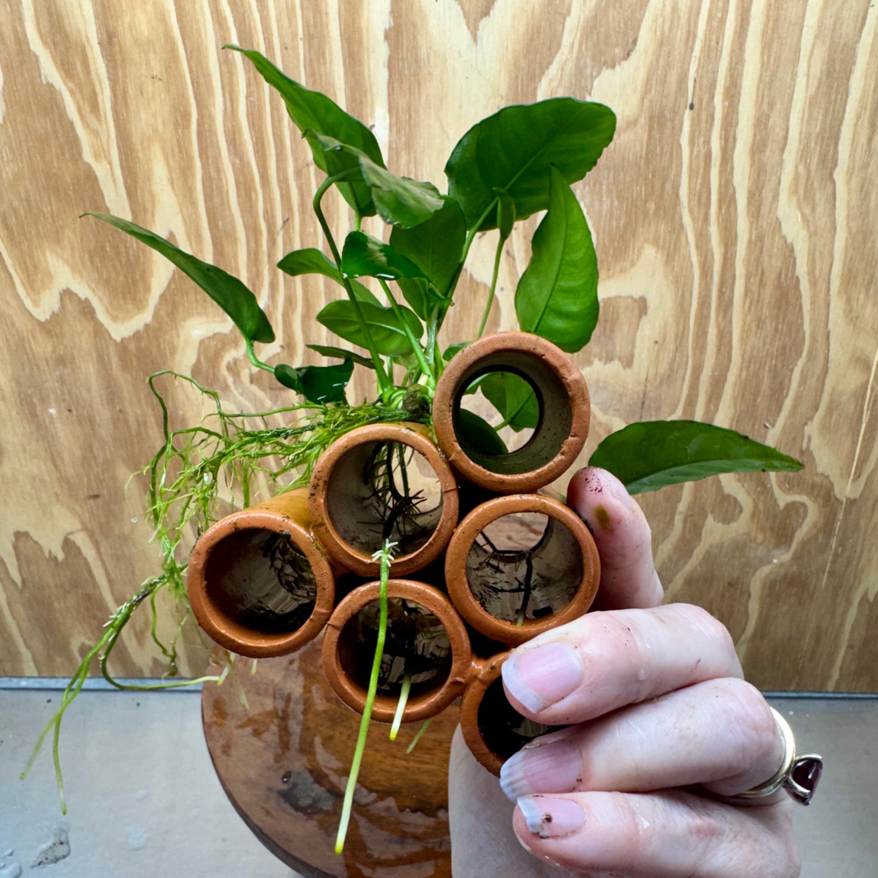 Pisces Enterprises One Only Terracotta Shrimp Tubes with Anubias Nana - one only - Fancy Terracotta Shrimp Tubes with Anubias Nana - one only - Fancy