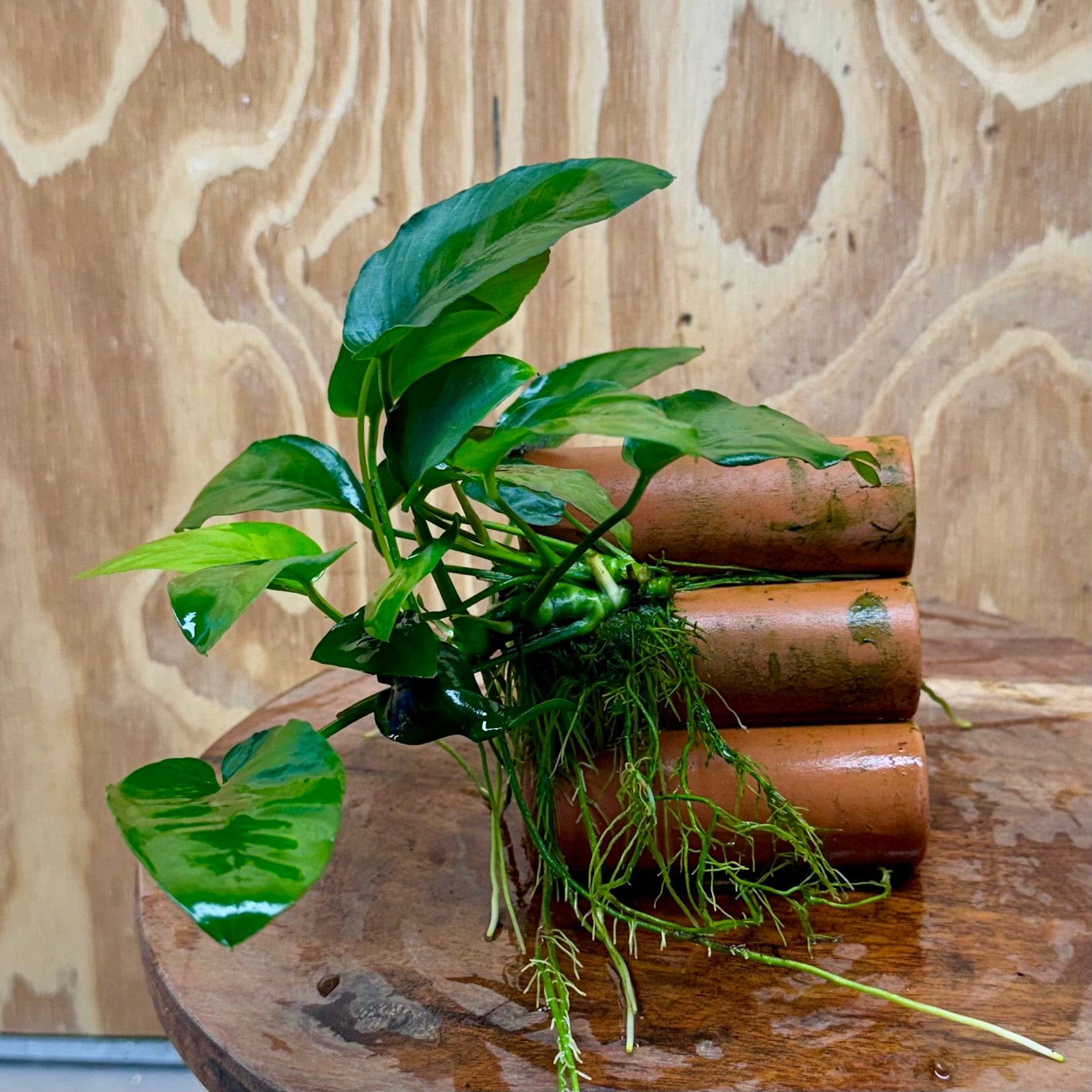 Pisces Enterprises One Only Terracotta Shrimp Tubes with Anubias Nana - one only - Fancy Terracotta Shrimp Tubes with Anubias Nana - one only - Fancy