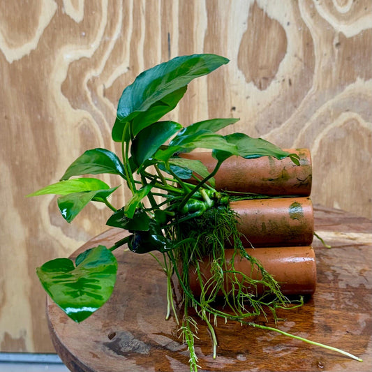 Pisces Enterprises One Only Terracotta Shrimp Tubes with Anubias Nana - one only - Fancy Terracotta Shrimp Tubes with Anubias Nana - one only - Fancy