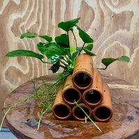Pisces Enterprises One Only Terracotta Shrimp Tubes with Anubias Nana - one only - Fancy Terracotta Shrimp Tubes with Anubias Nana - one only - Fancy