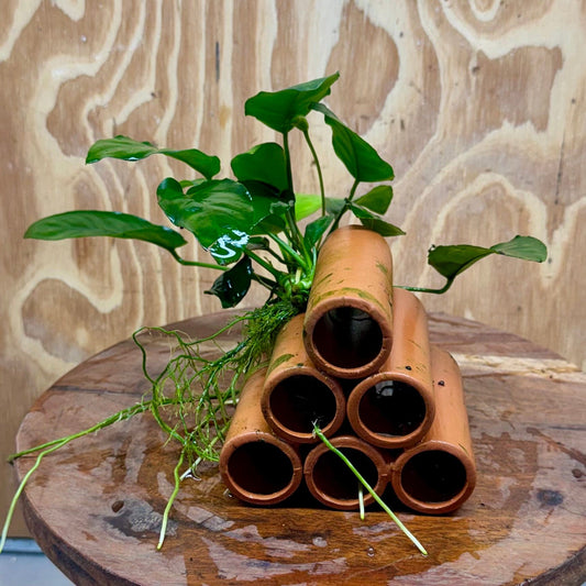 Pisces Enterprises One Only Terracotta Shrimp Tubes with Anubias Nana - one only - Fancy Terracotta Shrimp Tubes with Anubias Nana - one only - Fancy