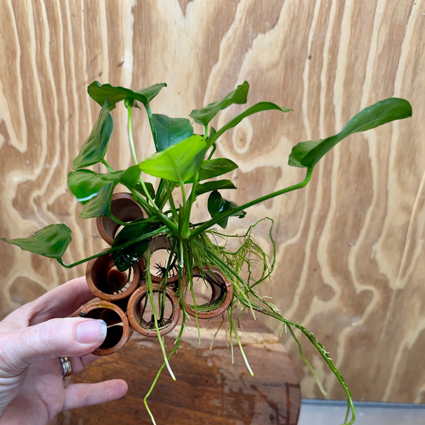 Pisces Enterprises One Only Terracotta Shrimp Tubes with Anubias Nana - one only - Fancy Terracotta Shrimp Tubes with Anubias Nana - one only - Fancy