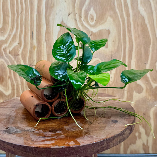 Pisces Enterprises One Only Terracotta Shrimp Tubes with Anubias Nana - one only - Fancy Terracotta Shrimp Tubes with Anubias Nana - one only - Fancy