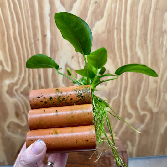 Pisces Enterprises One Only Terracotta Shrimp Tubes with Anubias Nana - one only - Fancy Terracotta Shrimp Tubes with Anubias Nana - one only - Fancy