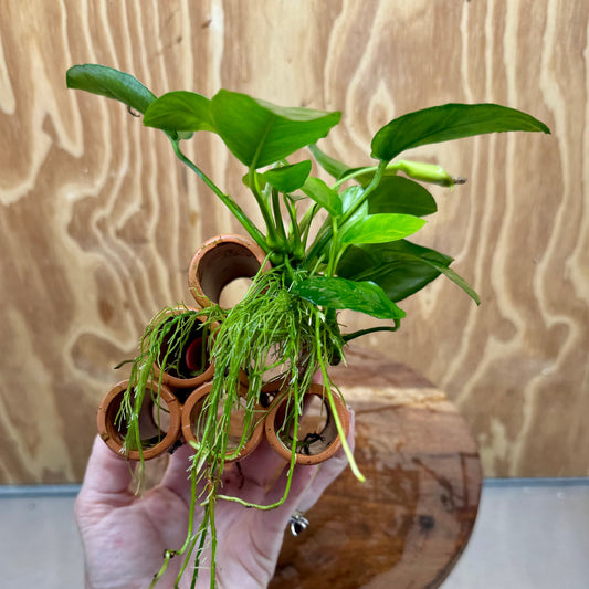 Pisces Enterprises One Only Terracotta Shrimp Tubes with Anubias Nana - one only - Fancy Terracotta Shrimp Tubes with Anubias Nana - one only - Fancy