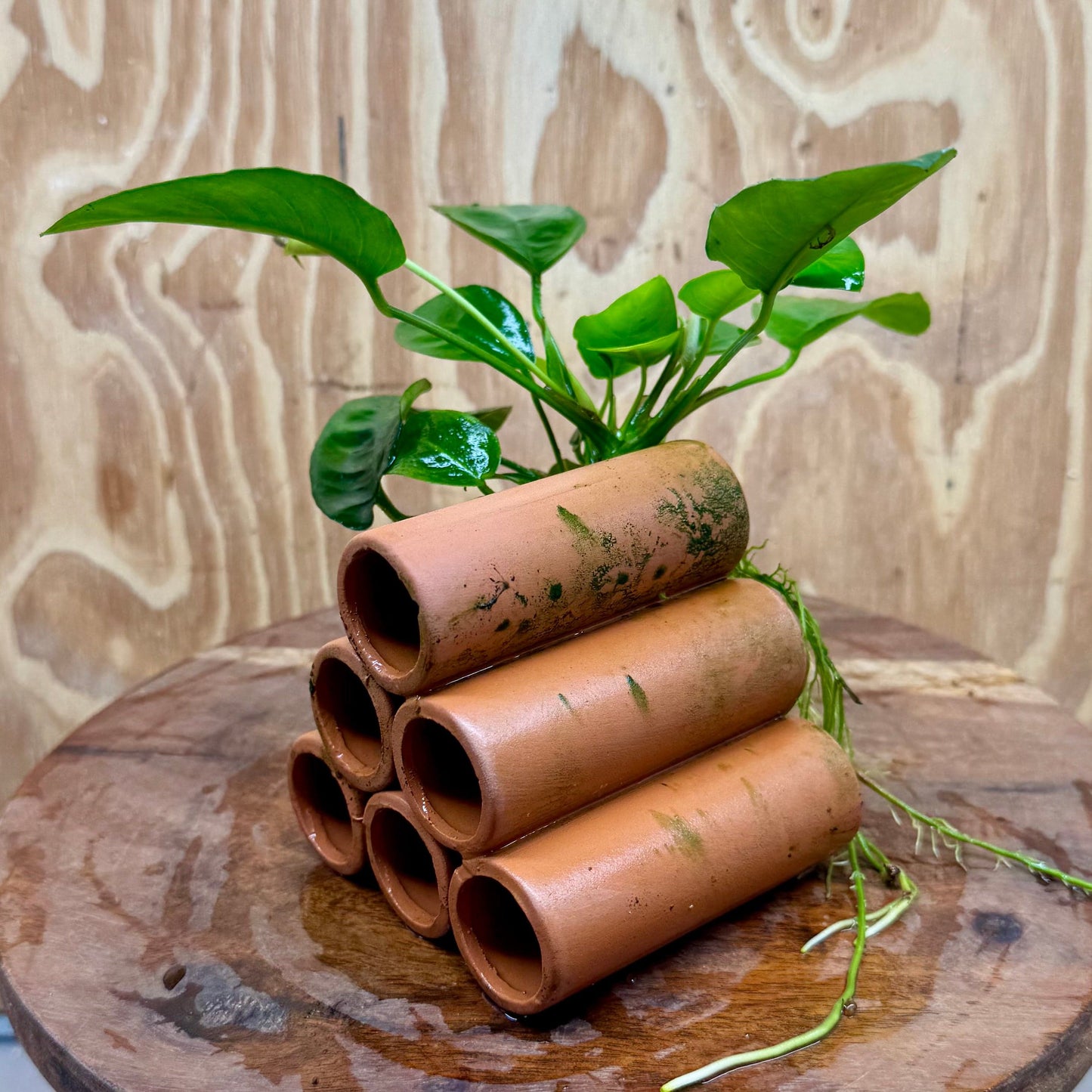 Pisces Enterprises One Only Terracotta Shrimp Tubes with Anubias Nana - one only - Fancy Terracotta Shrimp Tubes with Anubias Nana - one only - Fancy