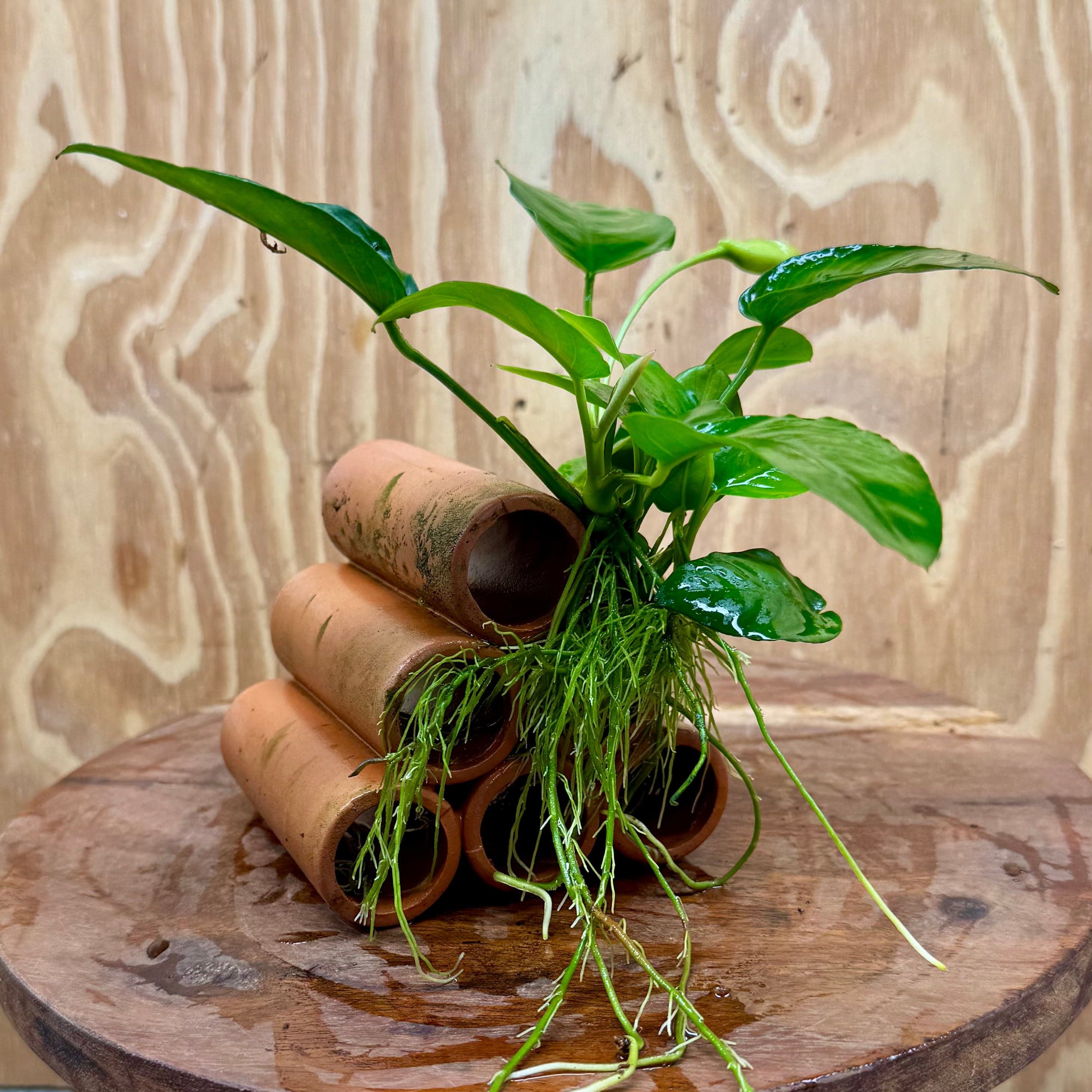 Pisces Enterprises One Only Terracotta Shrimp Tubes with Anubias Nana - one only - Fancy Terracotta Shrimp Tubes with Anubias Nana - one only - Fancy