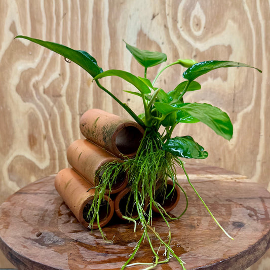 Pisces Enterprises One Only Terracotta Shrimp Tubes with Anubias Nana - one only - Fancy Terracotta Shrimp Tubes with Anubias Nana - one only - Fancy