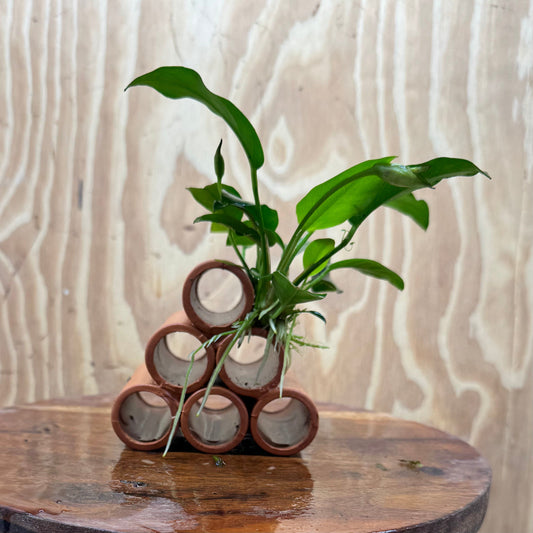 Pisces Enterprises One Only Terracotta Shrimp Tubes with Anubias - one only - A Terracotta Shrimp Tubes with Anubias - one only - A