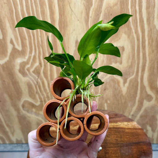Pisces Enterprises One Only Terracotta Shrimp Tubes with Anubias - one only - A Terracotta Shrimp Tubes with Anubias - one only - A