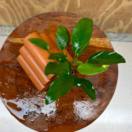 Pisces Enterprises One Only Terracotta Shrimp Tubes with Anubias - one only - A Terracotta Shrimp Tubes with Anubias - one only - A