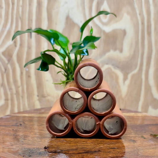 Pisces Enterprises One Only Terracotta Shrimp Tubes with Anubias - one only - A Terracotta Shrimp Tubes with Anubias - one only - A