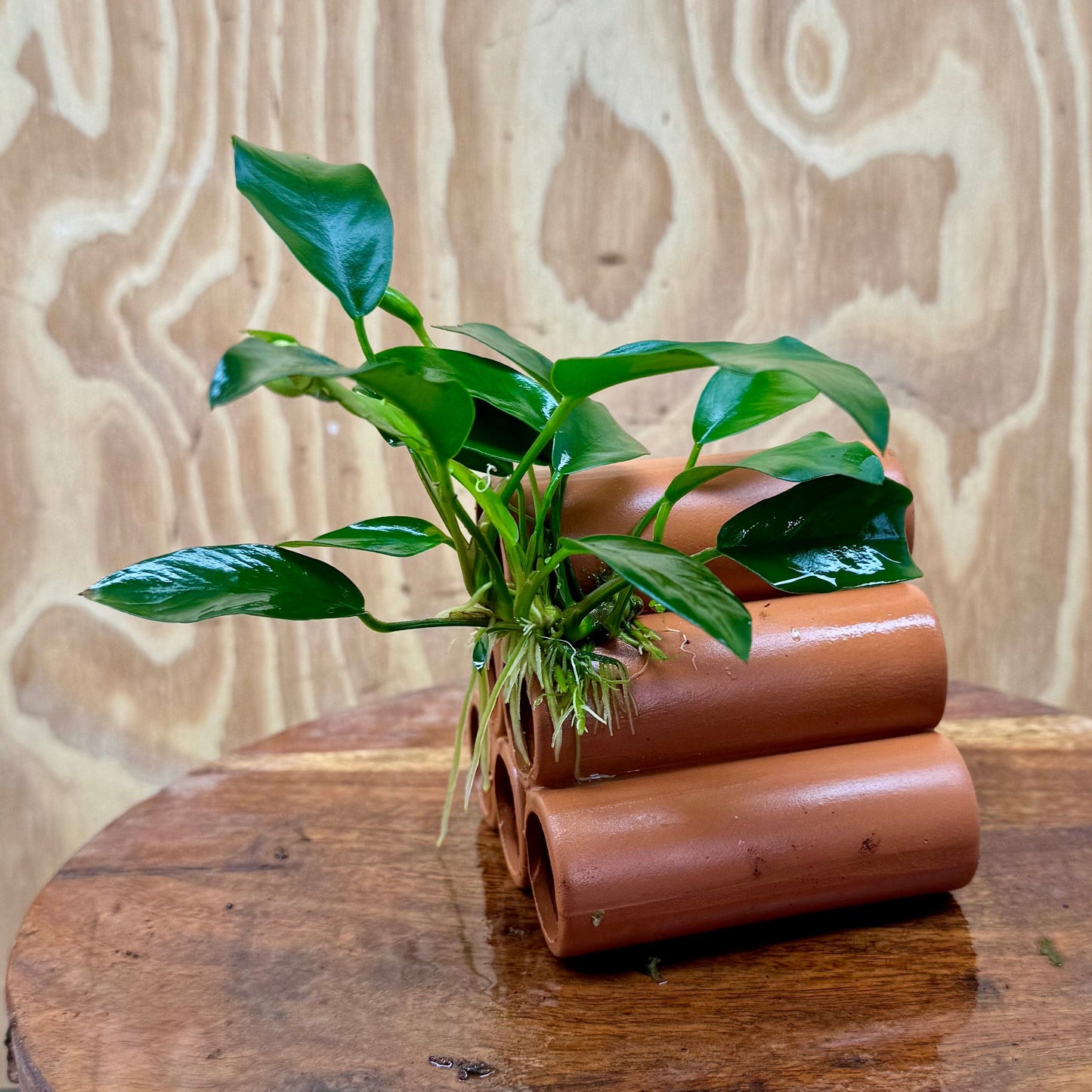 Pisces Enterprises One Only Terracotta Shrimp Tubes with Anubias - one only - A Terracotta Shrimp Tubes with Anubias - one only - A