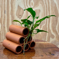 Pisces Enterprises One Only Terracotta Shrimp Tubes with Anubias - one only - A Terracotta Shrimp Tubes with Anubias - one only - A