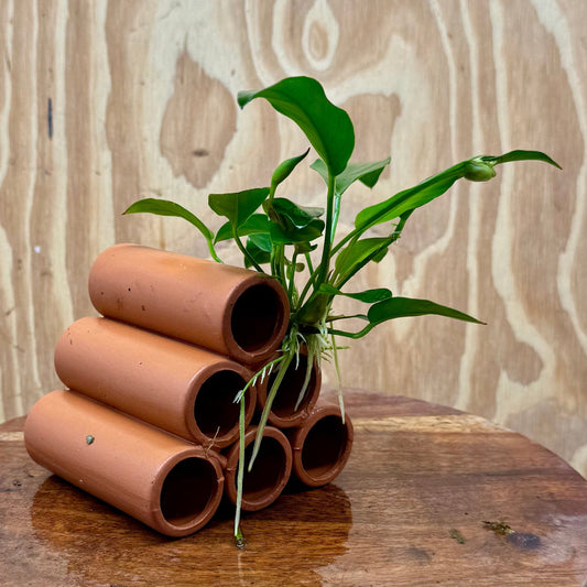 Pisces Enterprises One Only Terracotta Shrimp Tubes with Anubias - one only - A Terracotta Shrimp Tubes with Anubias - one only - A
