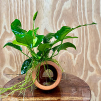 Scapeshop.com.au One Only Terracotta Small Urn with Anubias Nana - One Only Terracotta Small Urn with Anubias Nana - One Only