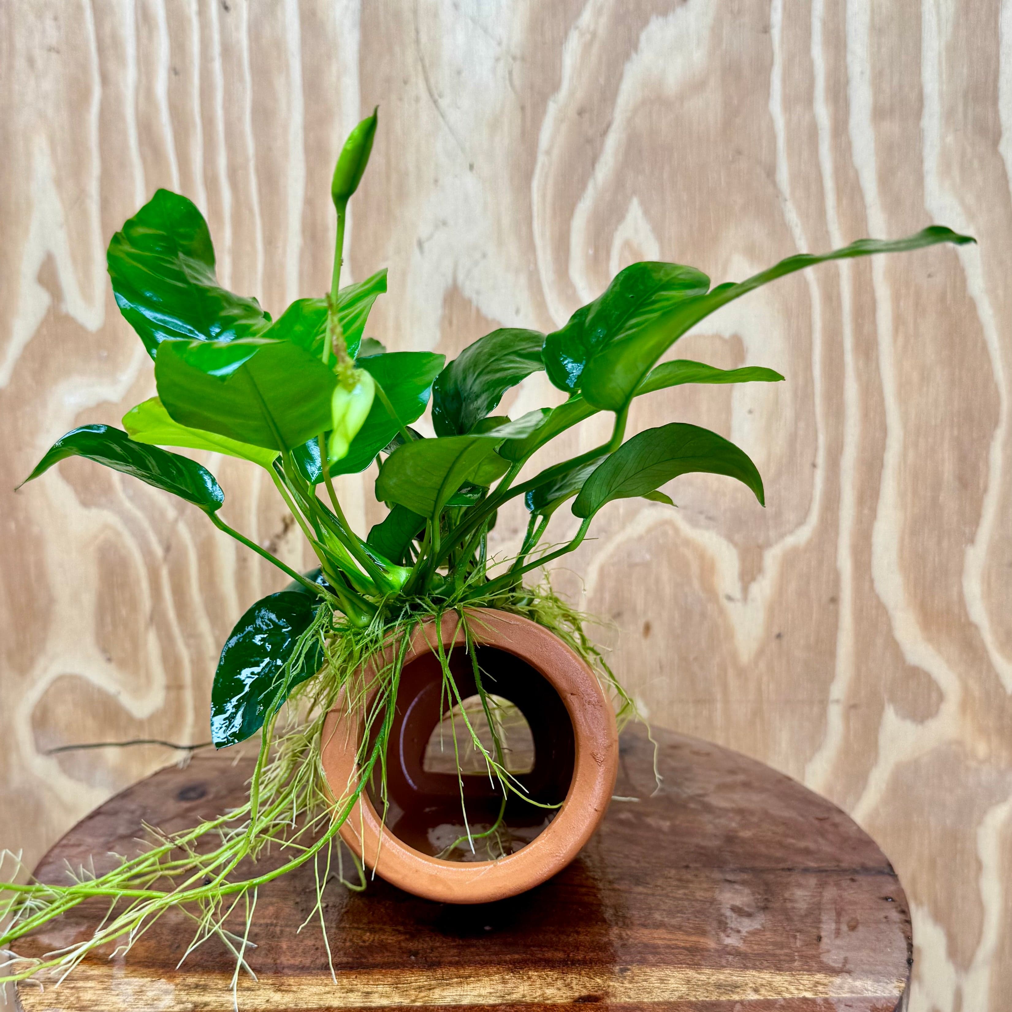 Scapeshop.com.au One Only Terracotta Small Urn with Anubias Nana - One Only Terracotta Small Urn with Anubias Nana - One Only