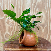 Scapeshop.com.au One Only Terracotta Small Urn with Anubias Nana - One Only Terracotta Small Urn with Anubias Nana - One Only