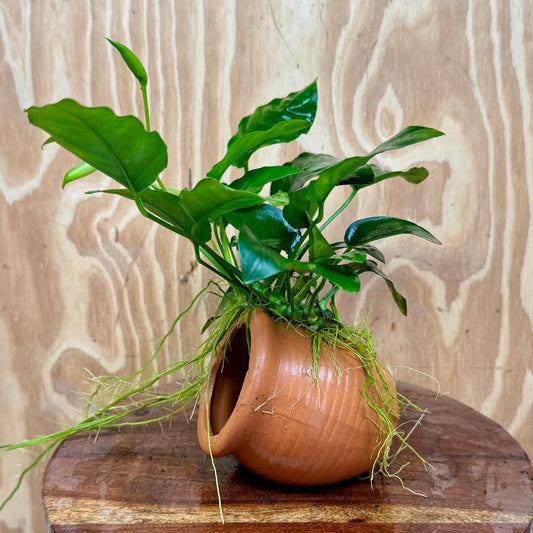 Scapeshop.com.au One Only Terracotta Small Urn with Anubias Nana - One Only Terracotta Small Urn with Anubias Nana - One Only
