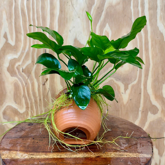 Scapeshop.com.au One Only Terracotta Small Urn with Anubias Nana - One Only Terracotta Small Urn with Anubias Nana - One Only