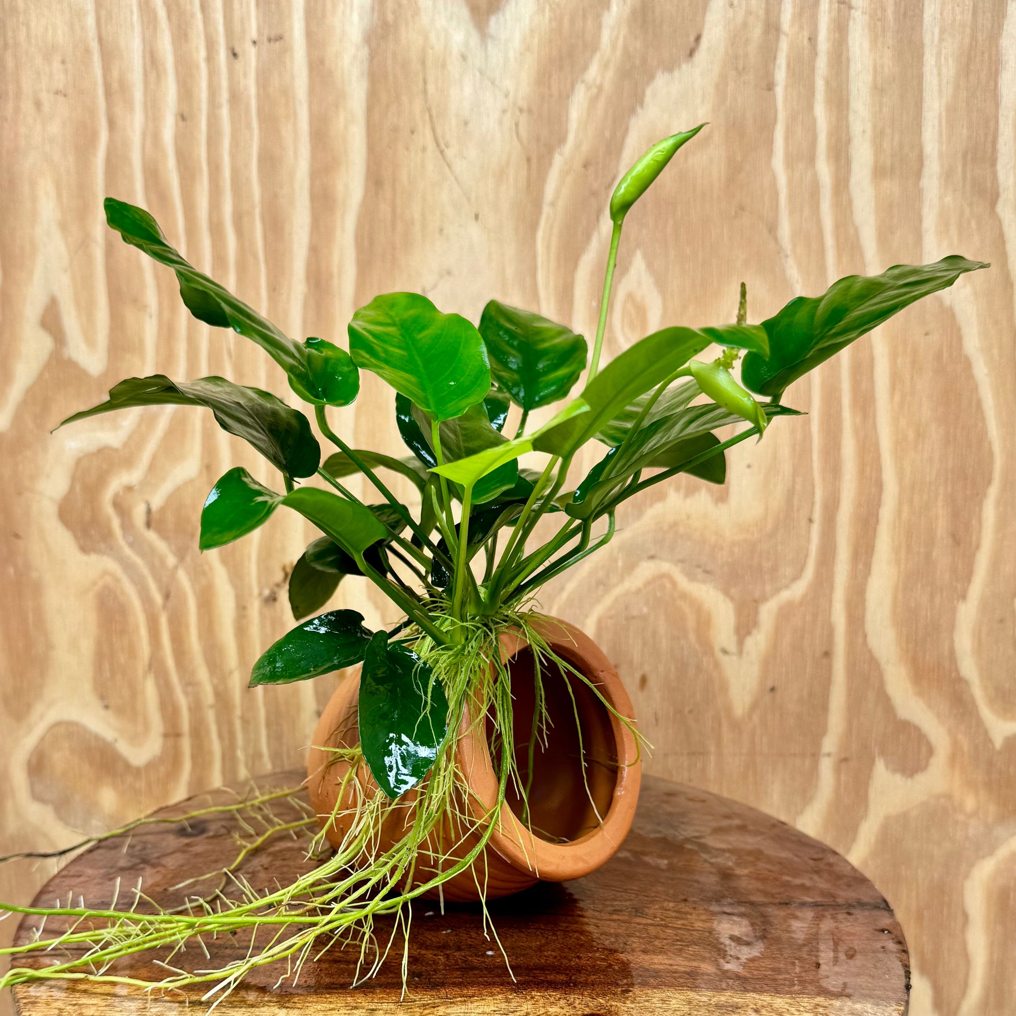 Scapeshop.com.au One Only Terracotta Small Urn with Anubias Nana - One Only Terracotta Small Urn with Anubias Nana - One Only