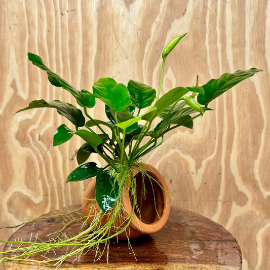 Scapeshop.com.au One Only Terracotta Small Urn with Anubias Nana - One Only Terracotta Small Urn with Anubias Nana - One Only