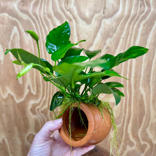 Scapeshop.com.au One Only Terracotta Small Urn with Anubias Nana - One Only Terracotta Small Urn with Anubias Nana - One Only