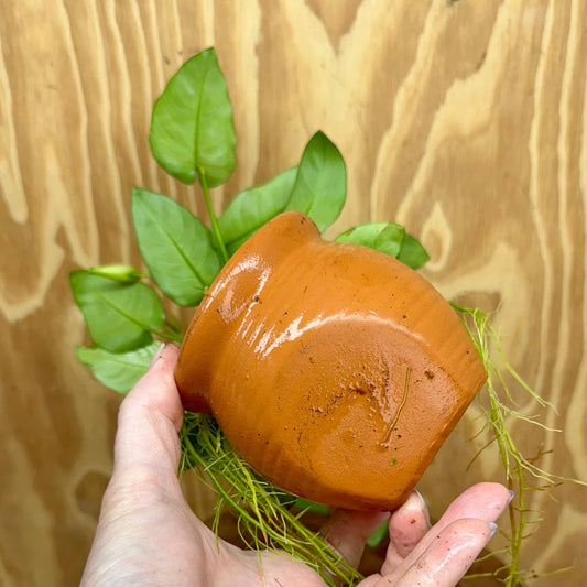 Scapeshop.com.au One Only Terracotta Small Urn with Anubias Nana - One Only Terracotta Small Urn with Anubias Nana - One Only