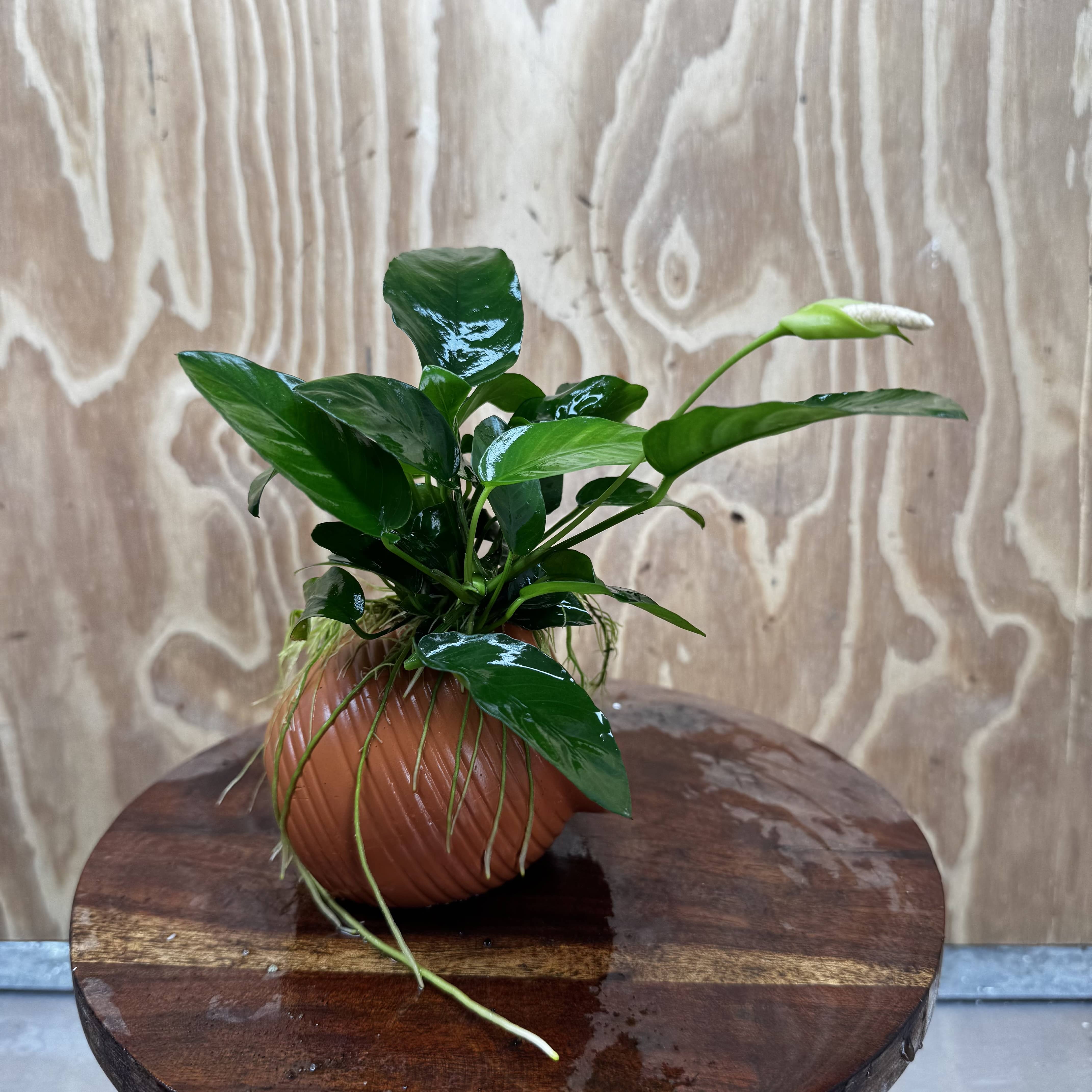 Scapeshop.com.au One Only Terracotta Small Urn with Anubias Nana - One Only Buy Aquarium Plants Terracotta Small Urn with Anubias Nana - One Only