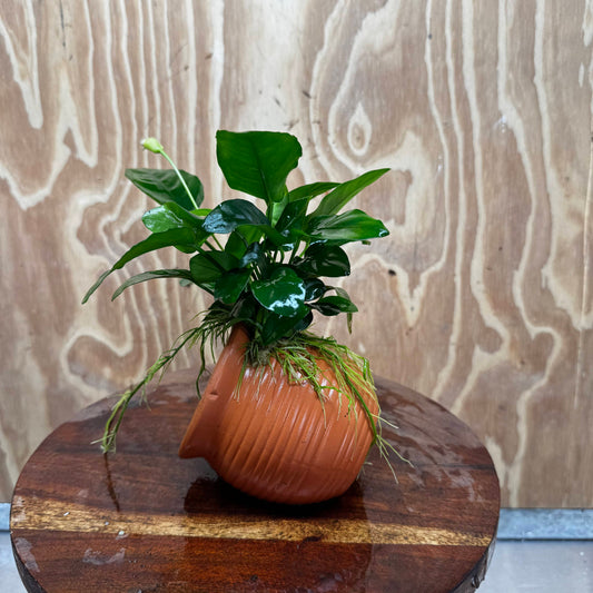 Scapeshop.com.au One Only Terracotta Small Urn with Anubias Nana - One Only Buy Aquarium Plants Terracotta Small Urn with Anubias Nana - One Only