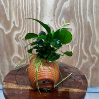 Scapeshop.com.au One Only Terracotta Small Urn with Anubias Nana - One Only Buy Aquarium Plants Terracotta Small Urn with Anubias Nana - One Only