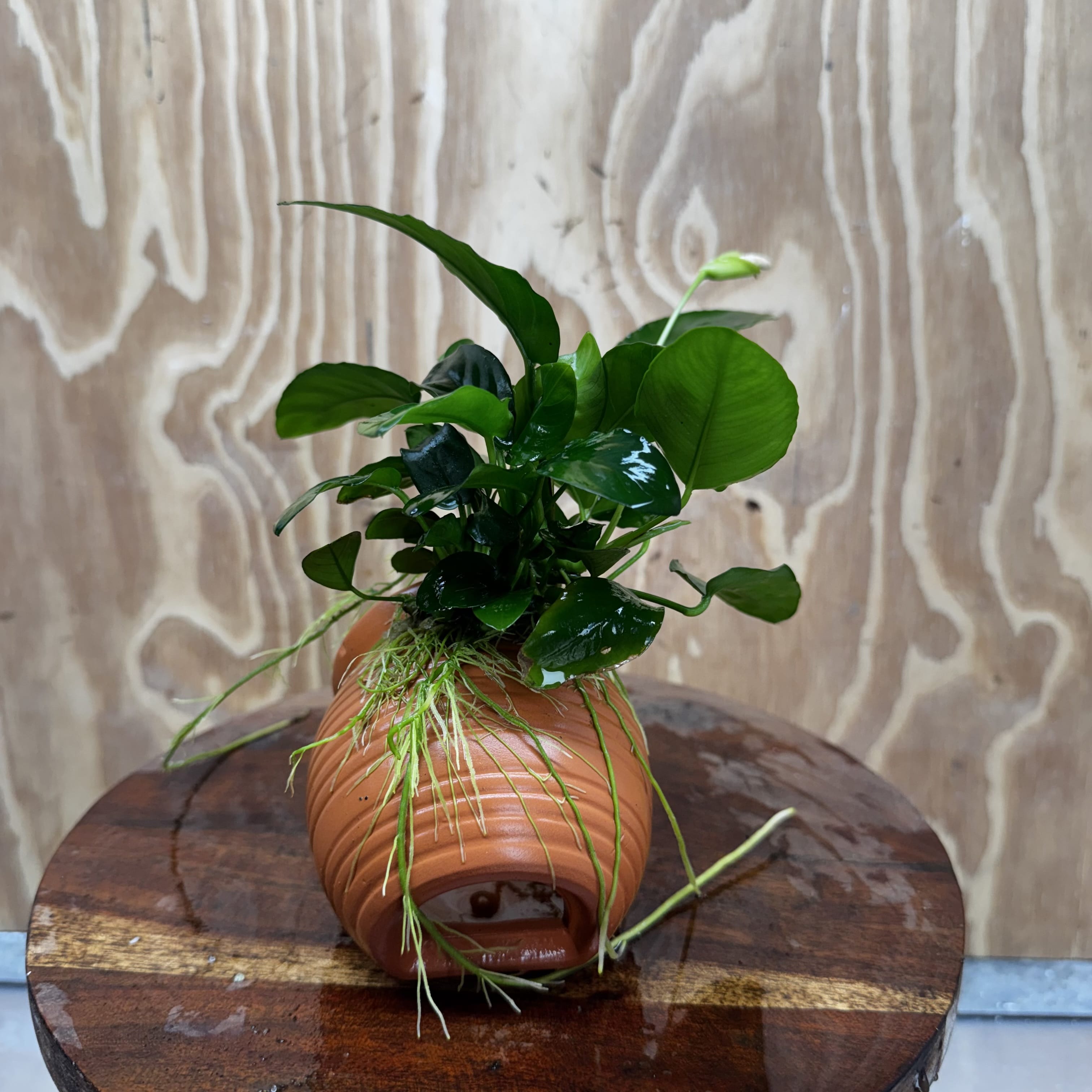 Scapeshop.com.au One Only Terracotta Small Urn with Anubias Nana - One Only Buy Aquarium Plants Terracotta Small Urn with Anubias Nana - One Only